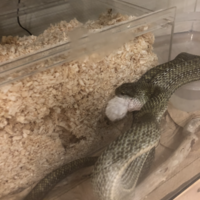 ニョロ 【アオダイショウ】