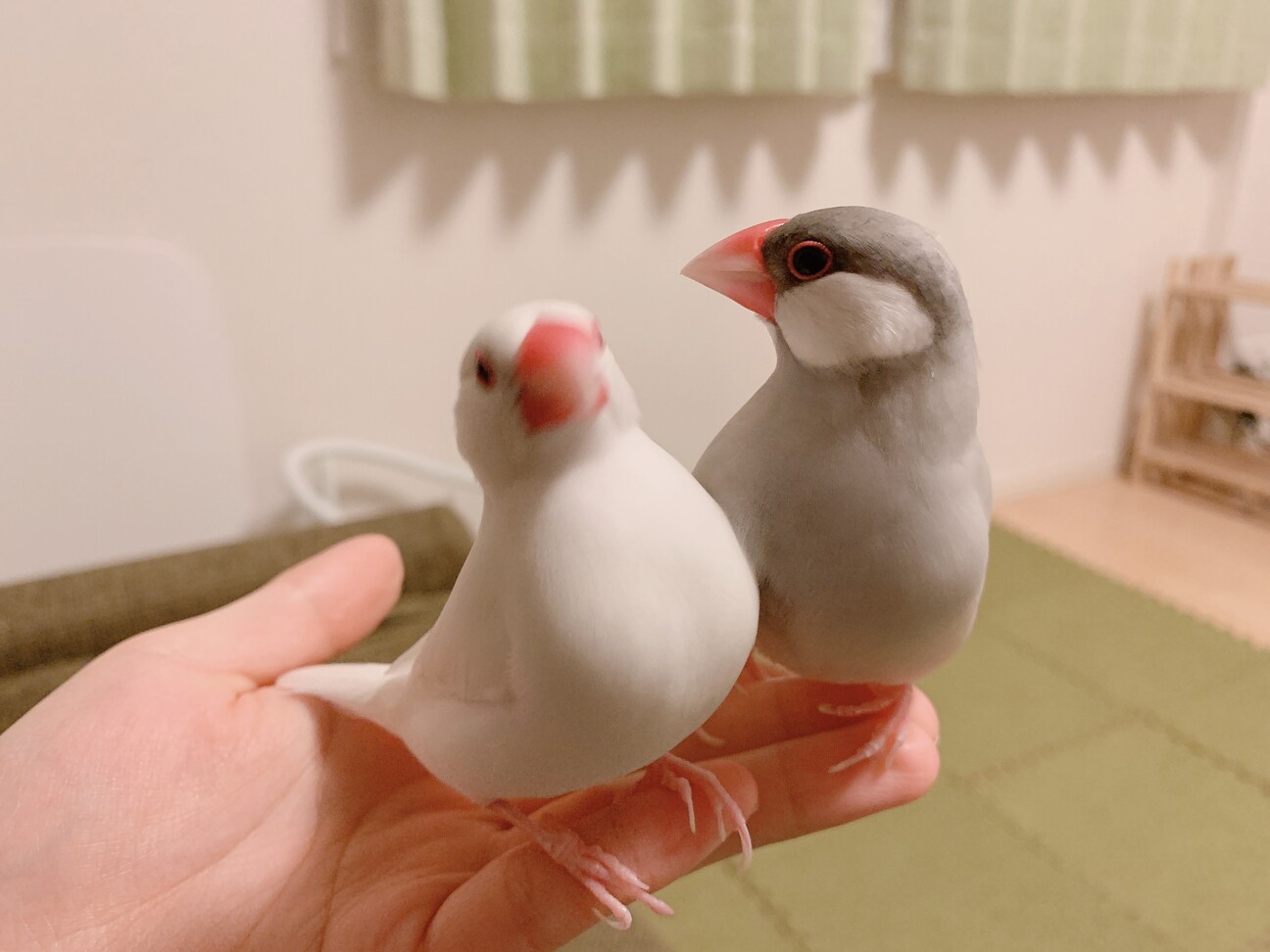 白文鳥の家族 白文鳥の家族 白文鳥さんの家族 - motomoto | minne byGMOペパボ 国内最大