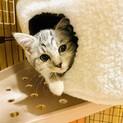 素敵な里親様と出会えました♡すだち