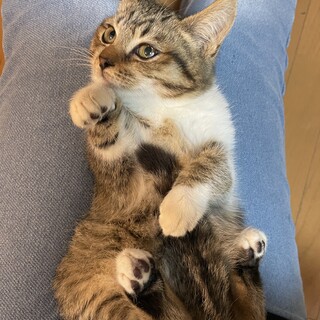 素敵な里親様と出会えました♡ゆず