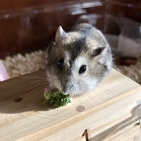 あずき