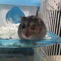 かわいいジャンガリアンのぽこちゃん♡