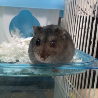 かわいいジャンガリアンのぽこちゃん♡