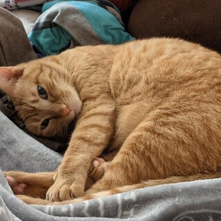 とても甘えん坊な子・茶トラ猫