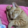 とても甘えん坊な子・茶トラ猫 サムネイル3