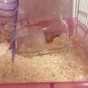 動物大好き猫犬その他