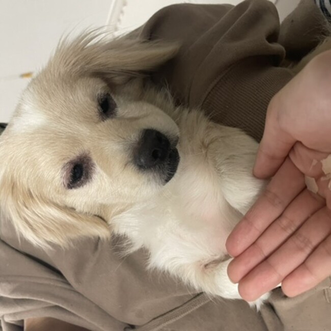 動物大好き猫犬その他のカバー写真