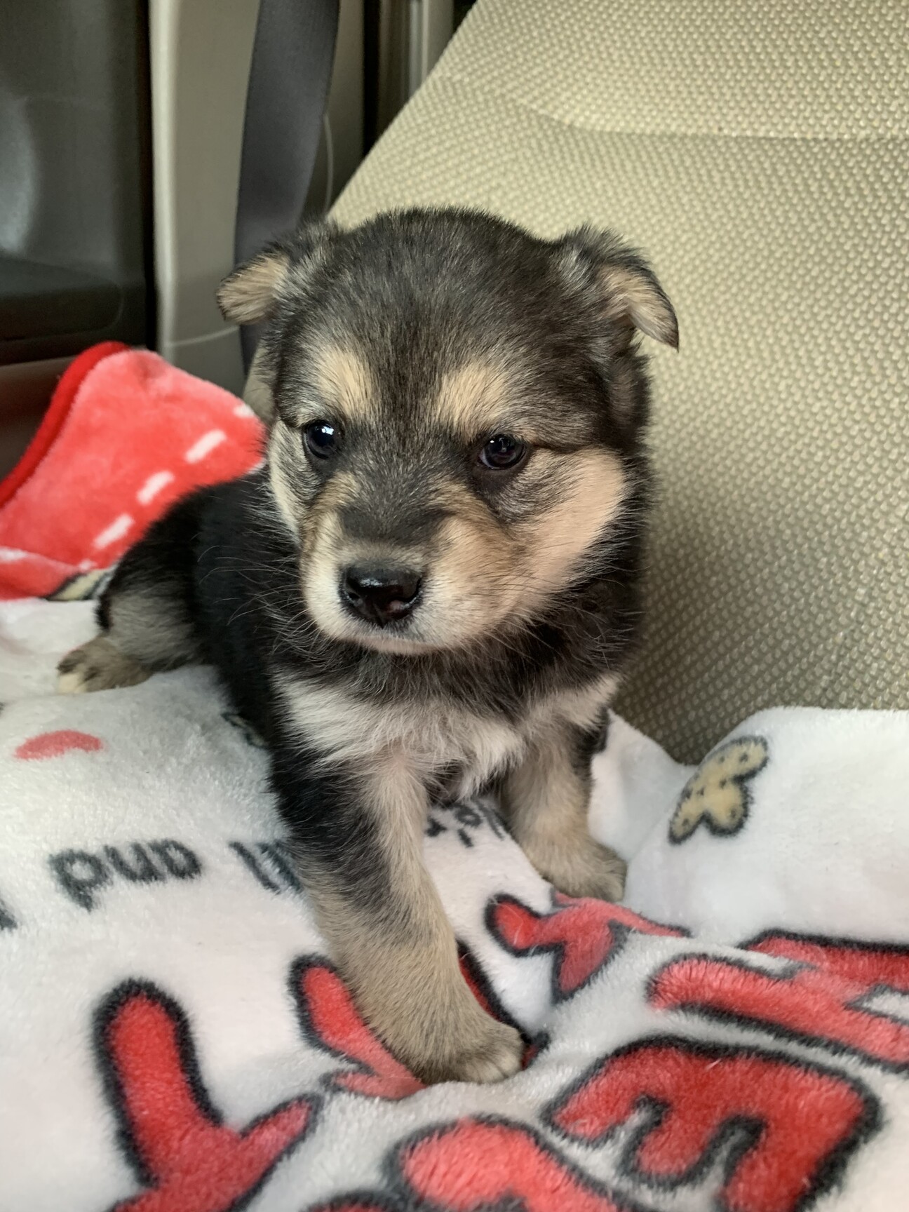 高還元セール 里親様決まりました ペア販売 ハンドメイド Rspg Spectrum Eu