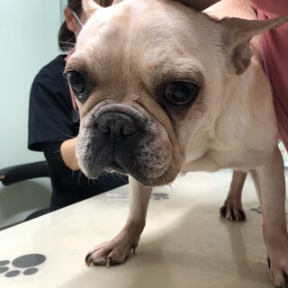 トライアル決定につき一時停止。甘えん坊な紗雪ちゃん