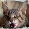肩に乗ってペロッと舐めてくれる可愛いカレン❣️ サムネイル7