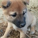 甲斐犬ミックス　子犬　女の子　ミカンちゃん