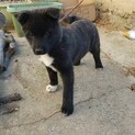 甲斐犬ミックス　子犬　男の子　カイ君
