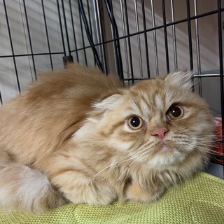 スコティッシュフォールドロング　男の子生後10ヶ月