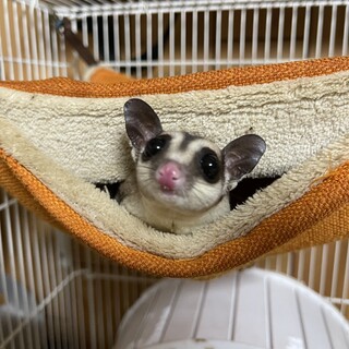 応募停止中。フクロモモンガの男の子。