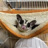 応募停止中。フクロモモンガの男の子。 サムネイル2