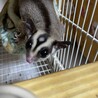 応募停止中。フクロモモンガの男の子。 サムネイル3