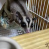 応募停止中。フクロモモンガの男の子。 サムネイル4