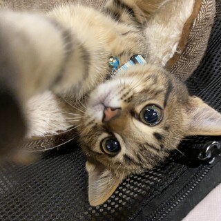 キジ猫　キノピー君