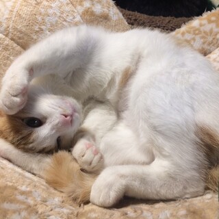 【1/23⭐️堺東にて里親会】参加猫めめちゃん