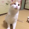 【1/23⭐️堺東にて里親会】参加猫めめちゃん サムネイル4