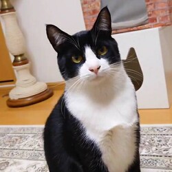 新年初譲渡会は尾張旭にて！