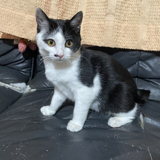 初めて猫を飼う方オススメ☆黒白♂4ヶ月