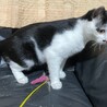 初めて猫を飼う方オススメ☆黒白♂4ヶ月 サムネイル2