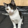 初めて猫を飼う方オススメ☆黒白♂4ヶ月 サムネイル3