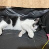 初めて猫を飼う方オススメ☆黒白♂4ヶ月 サムネイル5