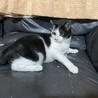 初めて猫を飼う方オススメ☆黒白♂4ヶ月 サムネイル7