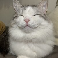 ミルキー