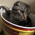 スコティッシュフォールド1才です
