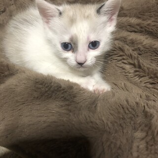 可愛い仔猫の里親さん募集です