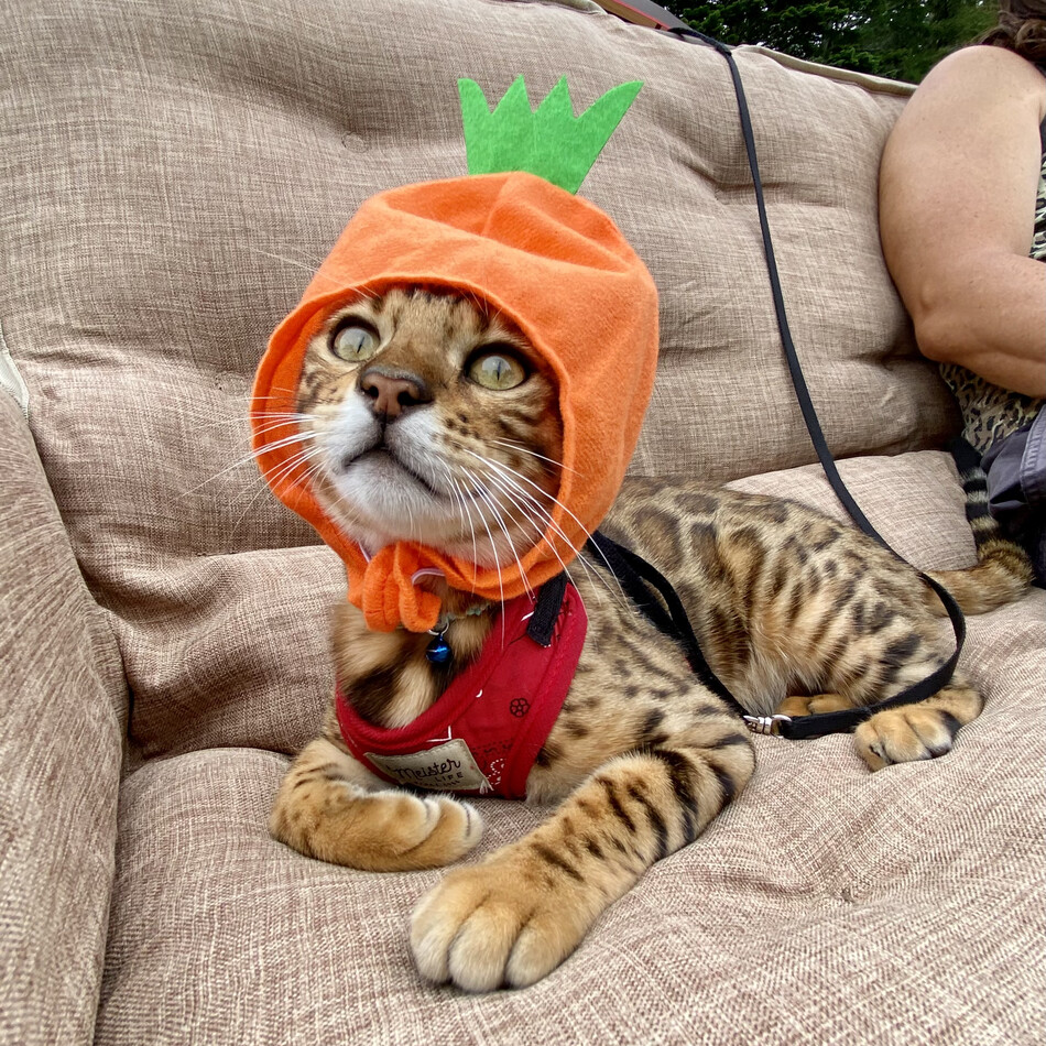 レオンのカバー写真