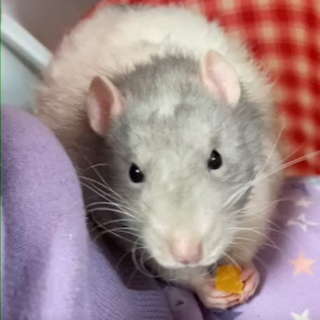 人慣れの可愛いファンシーラット♬