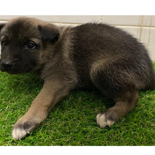 沢山の子犬が収容されています。569　動画あり