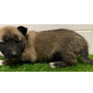 沢山の子犬が収容されています。570　動画あり