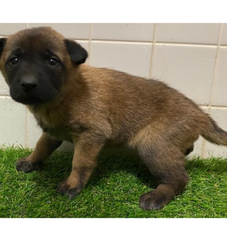 沢山の子犬が収容されています。571　動画あり