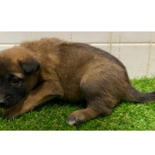 沢山の子犬が収容されています。572　動画あり