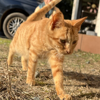 最近家に迷い込んできた子猫です。