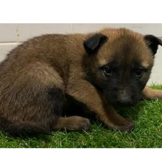 沢山の子犬が収容されています。573　動画あり