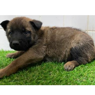 沢山の子犬が収容されています。574　動画あり