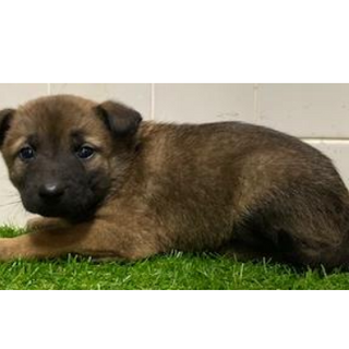 沢山の子犬が収容されています。575　動画あり