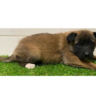 沢山の子犬が収容されています。576　動画あり