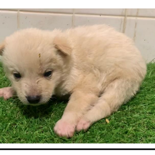 可愛い子犬の兄妹　577　578　579　580