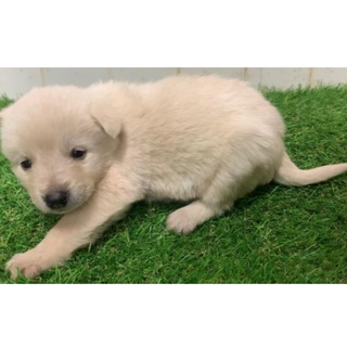可愛い子犬の兄妹　581　582　583