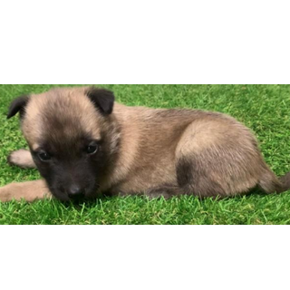 可愛い子犬の兄妹　584　585