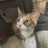 ゆき