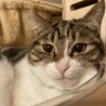 きり