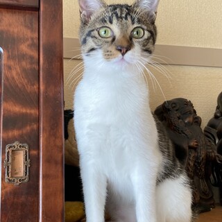 白血病陽性「にゃんた」くん❤